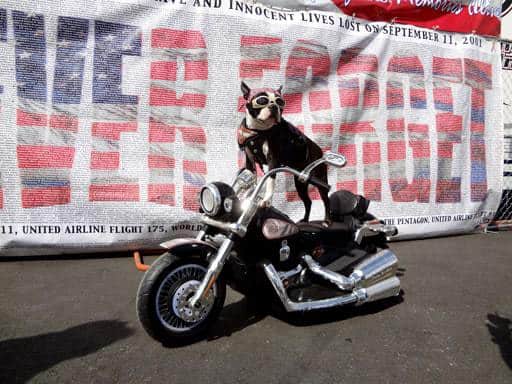 motorcycle dog