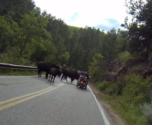 motorcycle riders buffalos