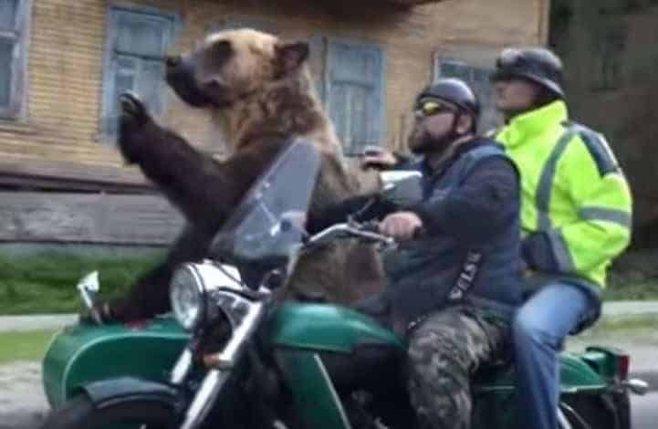 Bear motorcycle sidecar